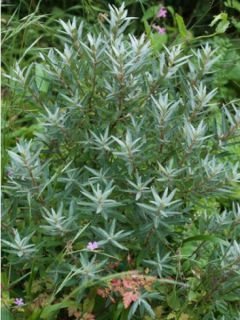 Hippophae rhamnoides Pollmix - Argousier