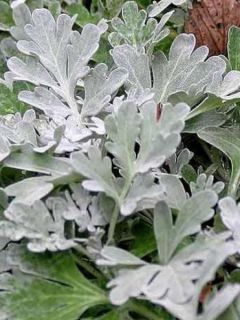Absinthe des rivages - Artemisia stelleriana Boughton Silver