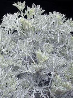 Armoise - Artemisia arborescens Little Mice