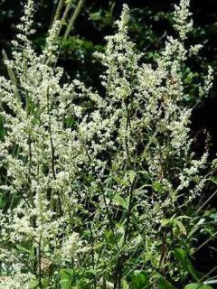 Armoise chinoise 'Jim Russel'