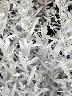 Armoise 'Silver queen'