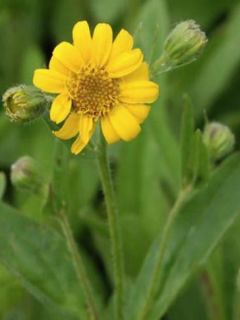 Arnique chamissonis