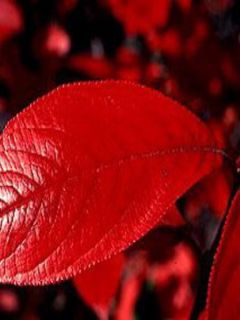 Aronie à feuilles d'arbousier 'Brilliant'