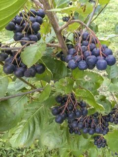 Aronia prunifolia Aron - Aronie