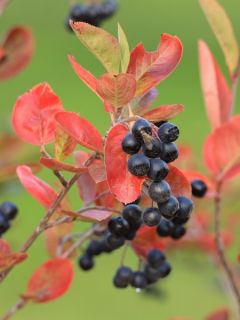 Aronie à fruits noirs
