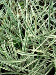 Arrhenatherum bulbosum Variegatum