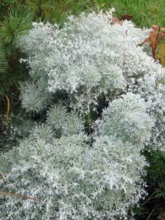 Artemisia schmidtiana 'Nana'