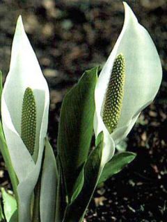 Lysichiton camtschatcensis - Arum bananier blanc