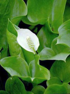 Arum des marécages