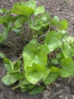 Asarum arifolium - Asaret