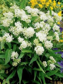 Asclépiade 'Ice Ballet'