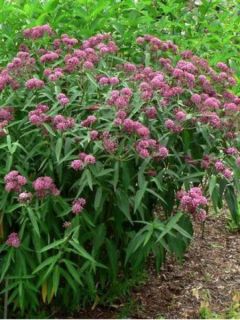 Asclépiade incarnat