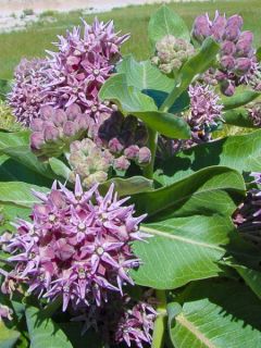 Asclépiade speciosa