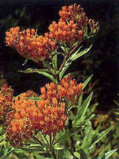 Asclépiade tubéreuse