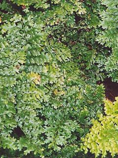 Aspidie à cils raides Densum - Polystichum setiferum 