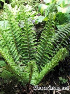 Polystichum setiferum - Fougère - Polystic à soies