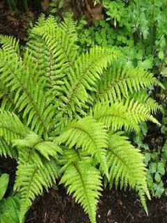 Fougère persistante - Polystichum polyblepharum
