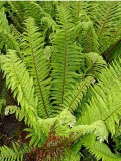 Polystichum aculeatum - Fougère - Aspidie à soies raides