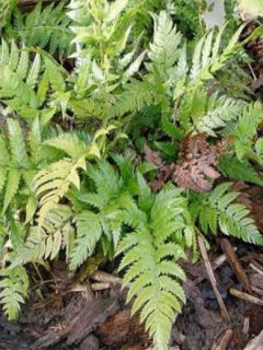 Polystichum rigens - Fougère
