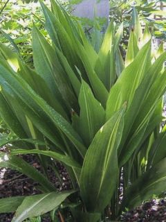 Aspidistre élevée, Langue de belle mère