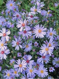 Aster cordifolius Blue Heaven Aster cordifolius Blue Heaven