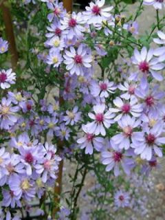 Aster à feuilles en coeur 'Ideal'