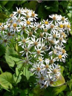 Aster macrophyllus