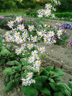 Aster à grandes feuilles