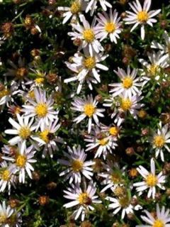 Aster 'Adustus Nanus'