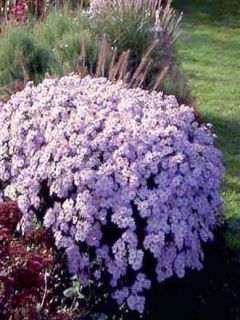 Aster ageratoides 'Asran'