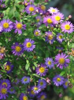 Aster ageratoides 'Ezo Murazaki'