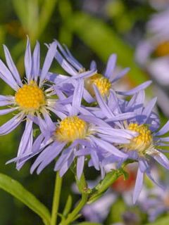 Aster 'Altweibersommer'