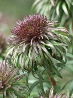 Aster 'Ann Leys'