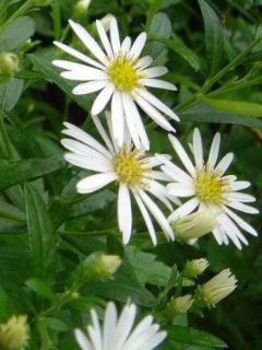 Aster 'Ashvi'