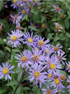 Aster radula August Sky - Aster d’été