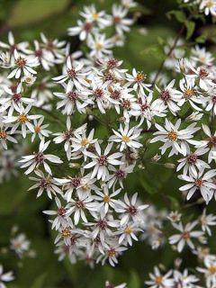 Aster 'Beth Chatto'