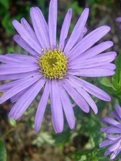 Aster frikartii Jungfrau - Aster d'été