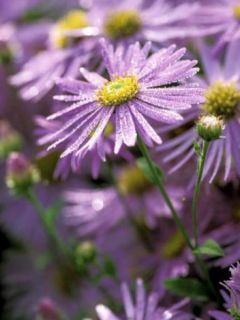 Aster de Frikart 'Mönch'