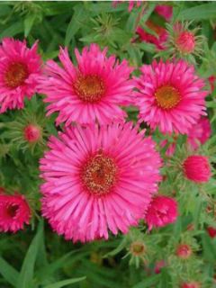 Aster de la Nouvelle-Angleterre 'Andenken an. Alma Pötschke'