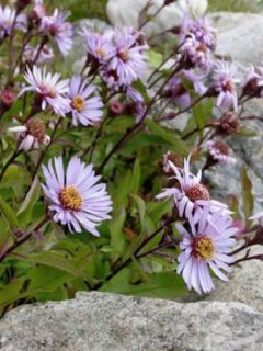 Aster sibiricus - Aster de Sibérie