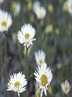 Aster des Alpes 'Albus'