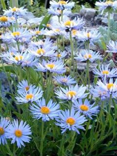 Aster des Alpes 'Blue Beauty'