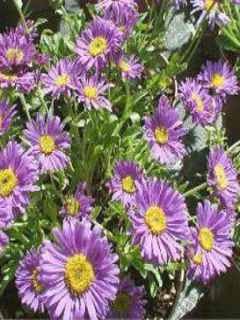 Aster des Alpes 'Dunkle Schöne'