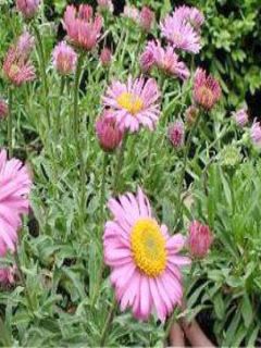 Aster des Alpes 'Happy End'