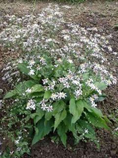 Aster divaricatus Tradescant - Aster divariqué