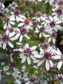 Aster divariqué