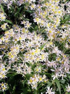 Aster en ombelles 