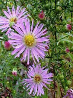 Aster hybride Pink Star - Aster rose