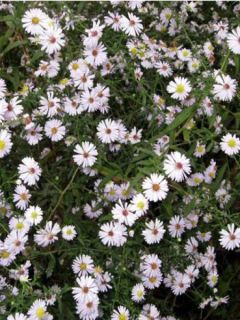 Aster ericoides 