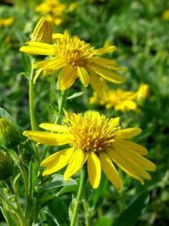 Heterotheca villosa Golden Sunshine - Aster jaune